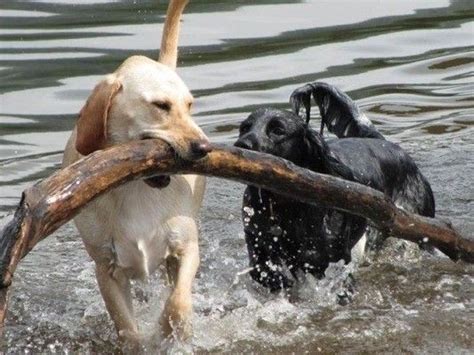 10 Dogs Whose Big Sticks Endearingly Complicate A Simple