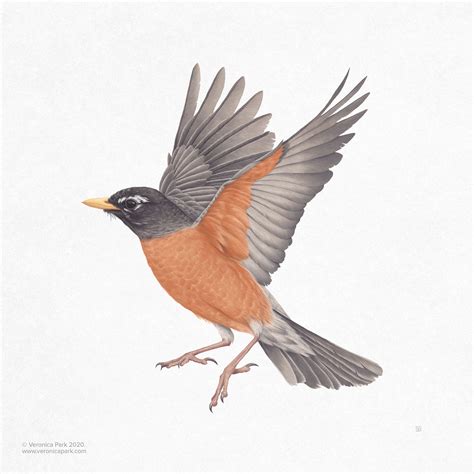American Robin, an art print by Veronica Park in 2020 | American robin, Robin tattoo, Robin bird 