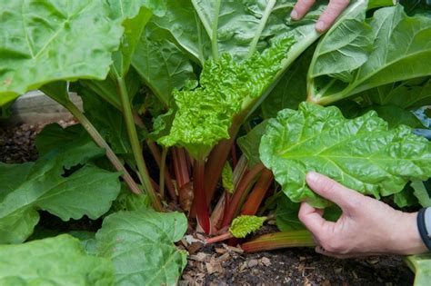 So What Exactly Is Rhubarb Anyway Huffpost Life