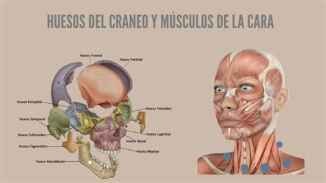 Anatomía De Cabeza Y Cuello By Brenda Pérez Sámano On Prezi Next