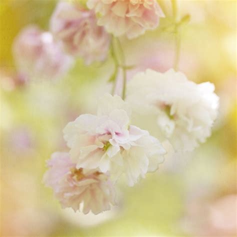 Spring Blooms Giclée Print Spring Blooms Flowers Photography Bloom