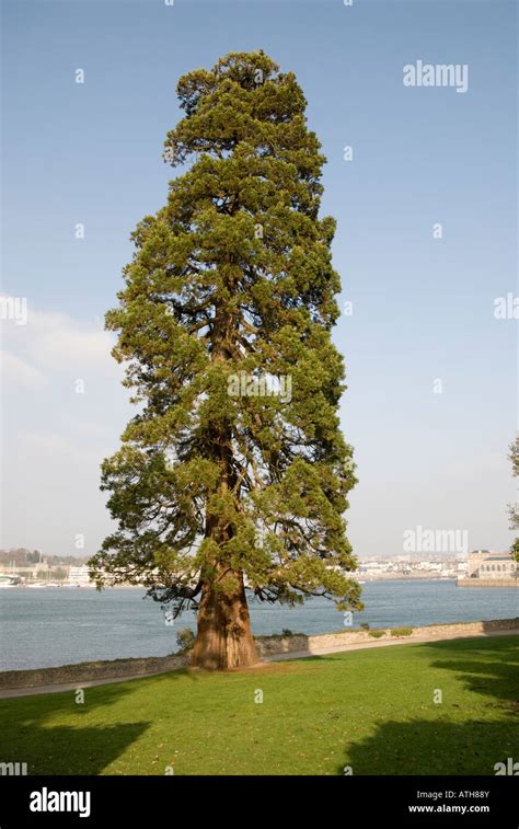 Tall Green Tree Stock Photo Alamy