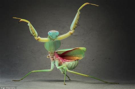 The Dance Of Death Male Praying Mantises Dance Seductively To Attract