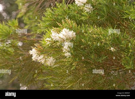 Melaleuca Alternifolia Tree In Bloom Stock Photo Alamy
