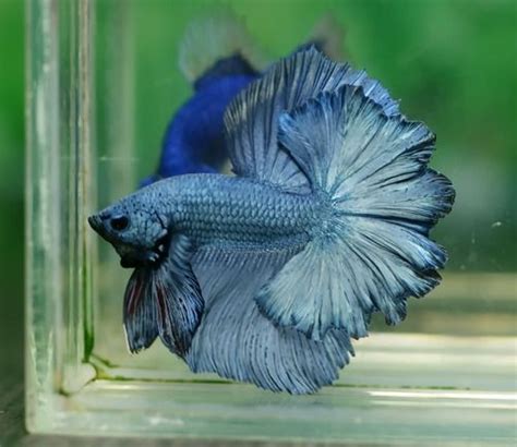 Water garden 2.0 aquaponic fish tank ecosystem is the perfect gardening gift! Betta, Blue dragon and Steel on Pinterest