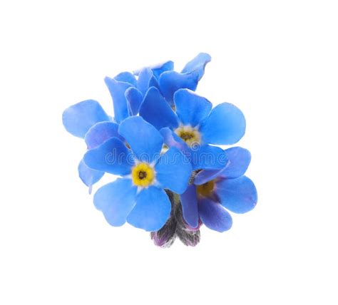 Beautiful Blue Forget Me Not Flowers Isolated On White Stock Image