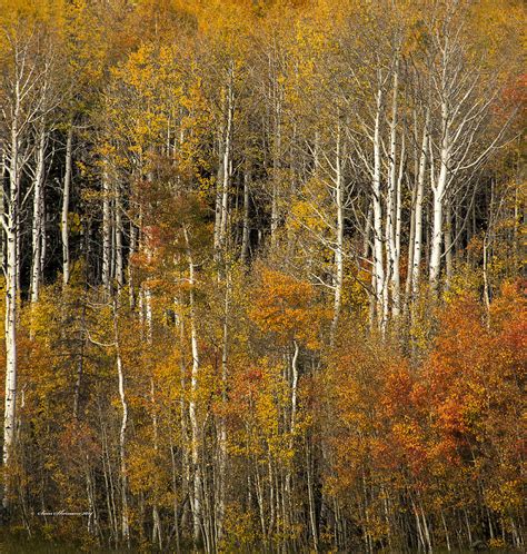 Fall Aspen Trees Wyoming Photograph By Sam Sherman Fine Art America
