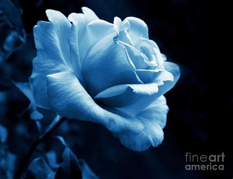 Midnight Rose Flower In Blue Photograph By Jennie Marie Schell Rose