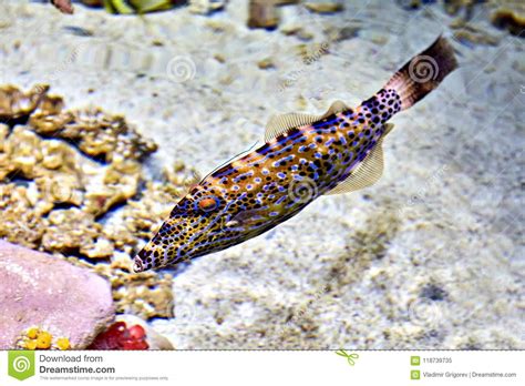 One Blue Spotted Pufferfish Or Canthigaster Solandri In Seawater Stock