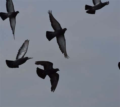 Birds Beauty Blue Flock Fly Hope Pigeons Sky Summer Swarm