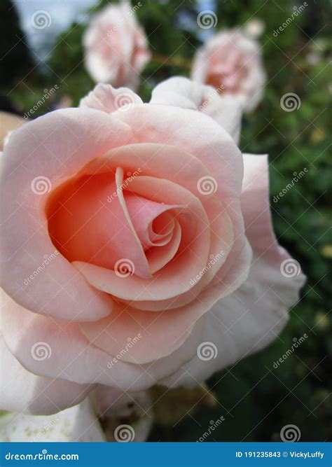 Bright Attractive White Peach Rose Flowers Blooming In Summer Season