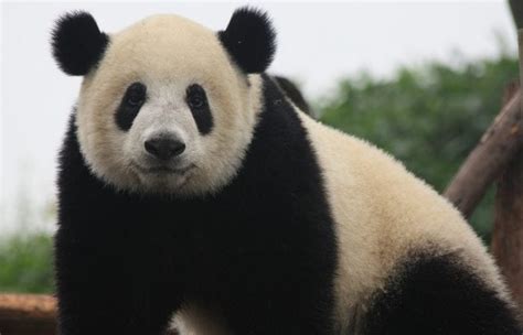 Why Are Pandas Still Endangered Science Trends