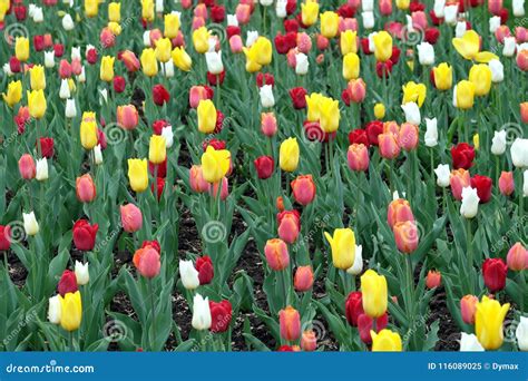 Many Colorful Tulips In The Garden In Sunny Spring Day Stock Image