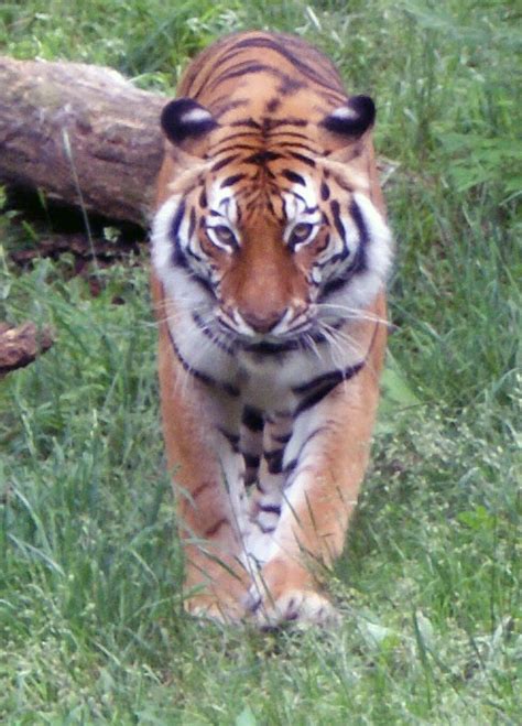 Prowling Tiger By Desertlilly On Deviantart