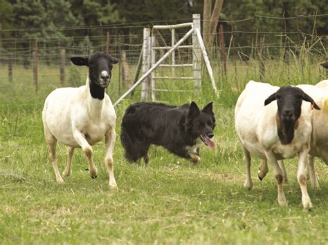 Sheep dog training classes near me. Sheepdog Training in Zimbabwe - Best Farming Articles ...