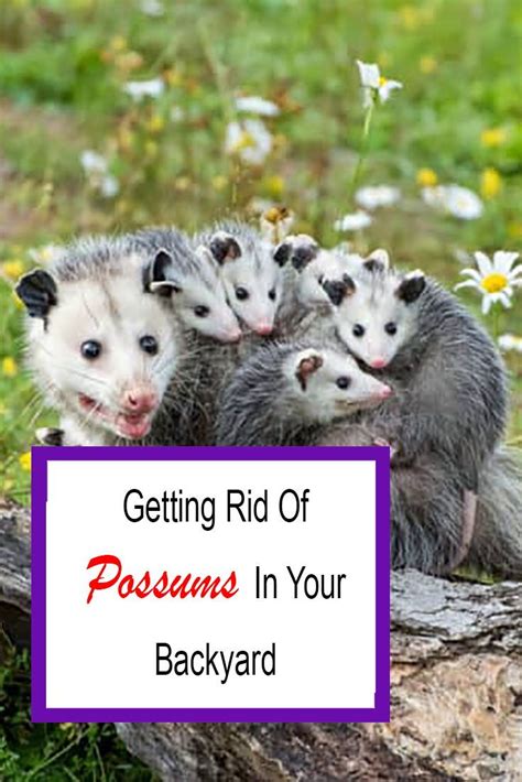 How To Get Rid Of Possums In Yard 2021 Do Yourself Ideas