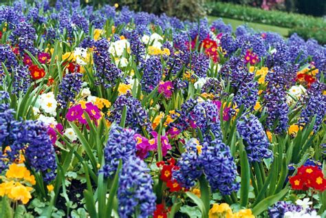 Reubens Lawn Care How To Plant Spring Flower Bulbs