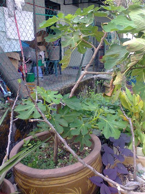 ˈjohorˈbahru adalah ibu kota negara bagian johor, malaysia. TaMAn TEmPErATe: Pokok Buah Tin / Buah Fig / Buah Ara ...