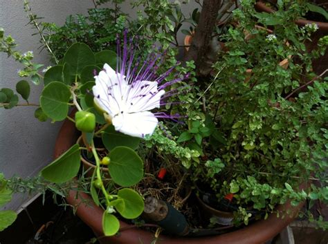 Una bellezza che non ci si aspetta da un ingrediente così. Fiore di cappero