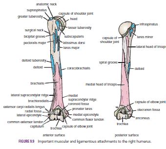 Subscribe to learn interesting facts about the human body every day. Human Medecine: Humerus-Fractures of the Proximal End of ...