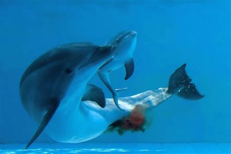 Bottlenose Dolphin Giving Birth Showing New Born Having