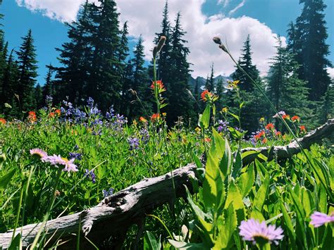 Wildflowers On A Freshly Reopened Trail In Oregon Routdoors