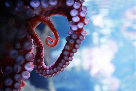 Giant Pacific Octopus Octonation