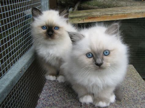Find kittens and cats in east sussex, or find a home for your feline friend. Adopt Birman Cat Kitten. Birman Cat and Kittens Breed The ...