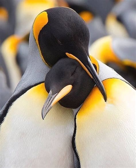 Penguins Sharing A Hug Ifttt2t714fu Nature Animals Animals