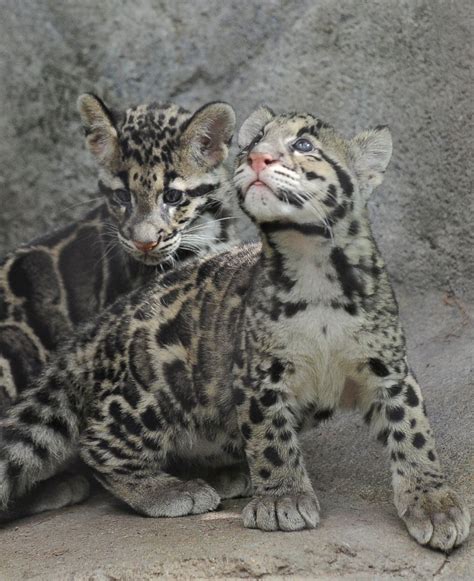 Clouded Leopard Cubs Check Out Their New Digs Picture Cutest Baby
