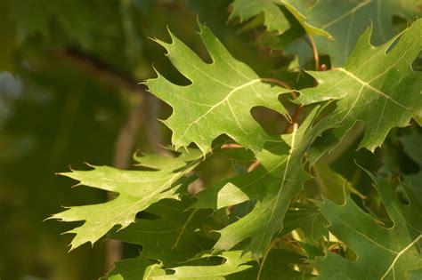 Free Oak Leaf Stock Photo