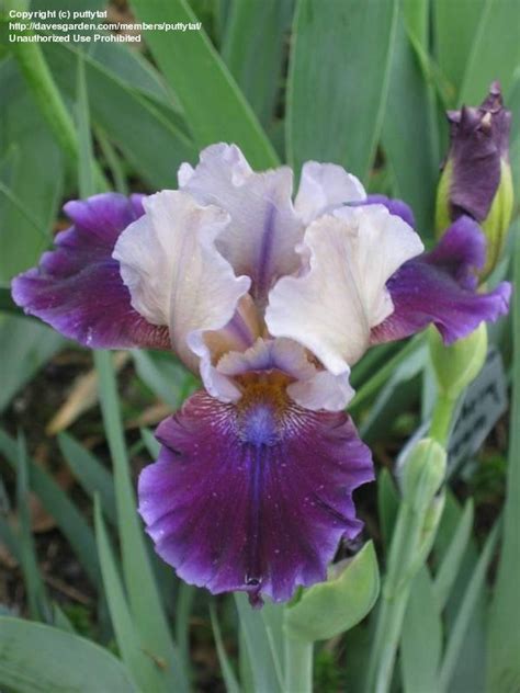 Plantfiles Pictures Intermediate Bearded Iris Dream Indigo Iris By