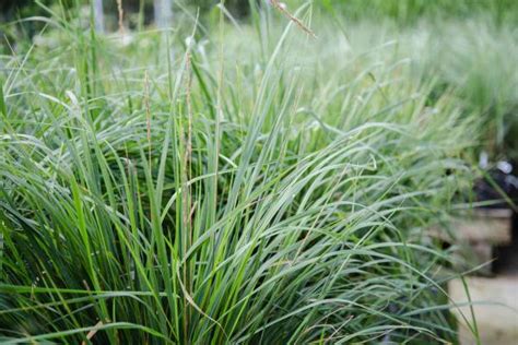 Departments Feather Reed Grass Karl Foerster 1 Gallon