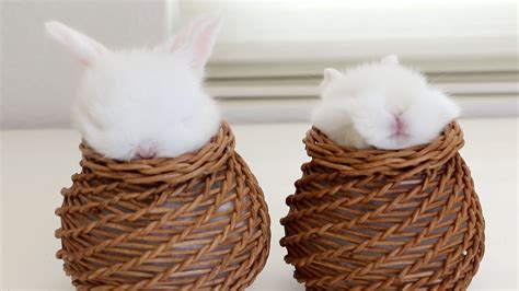 Baskets Of Baby Bunnies Youtube