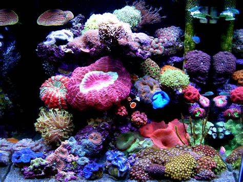  of corals Reef Builders The Reef and Marine Aquarium Blog