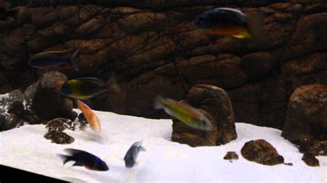 125 Gallon African Cichlids Peacocks And Haps Universal Rocks Youtube