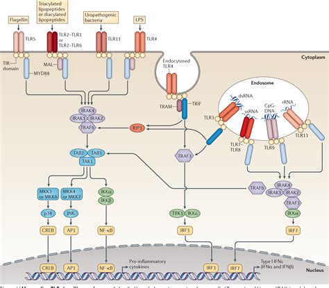 Figure 1 From The History Of Toll Like Receptors — Redefining Innate