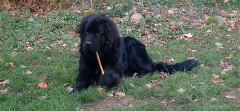 This page is for lost/found pets in and around the billings, mt area and surrounding small. Newfoundland Dogs Make Great Family Pets | HubPages
