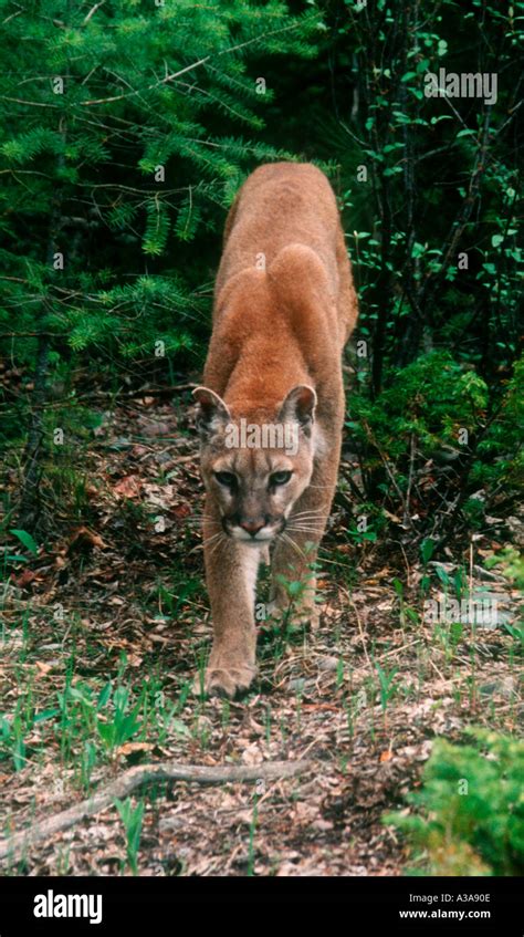 Mountain Lion Stalking Its Prey Stock Photo Alamy