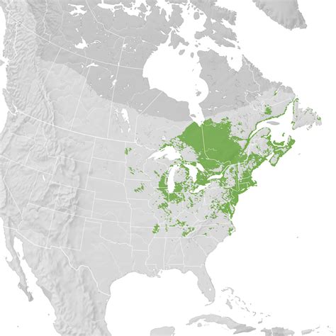 American Black Duck Range Map Pre Breeding Migration Ebird Status