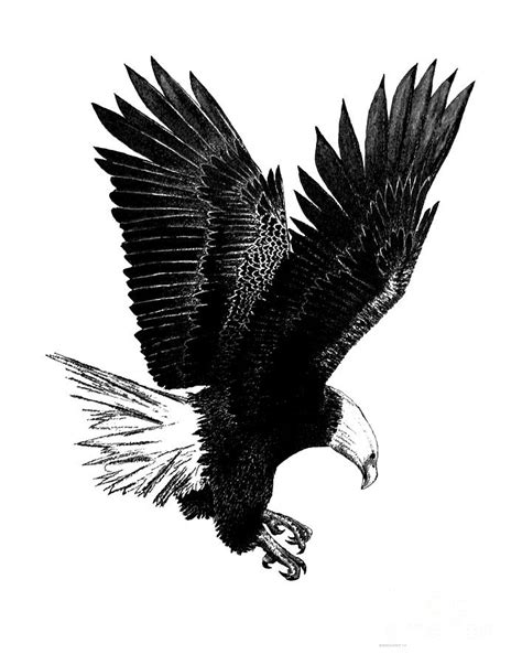 Black And White With Pen And Ink Drawing Of American Bald Eagle Drawing