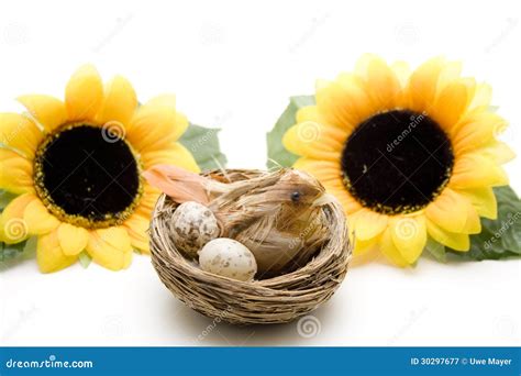Bird Nest With Sunflowers Stock Image Image Of Yellow 30297677