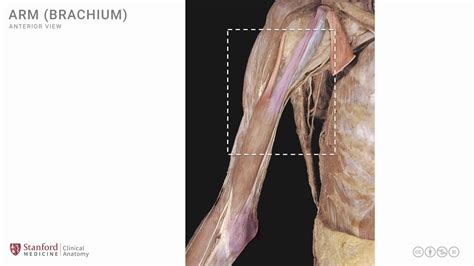 Anatomy Of The Upper Limb Arm Anterior View Youtube