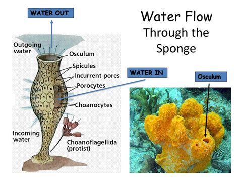 Anatomy Of A Sponge