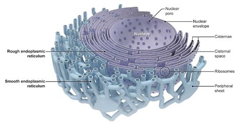 Endoplasmic Reticulum The Cellular Inter “net” Definition