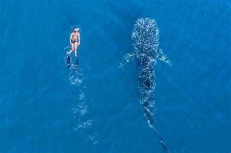 Cc20 Whale Shark At Ningaloo Reef Exmouth Base Imagery