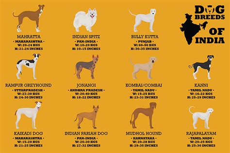 Indian Dog Breeds Name