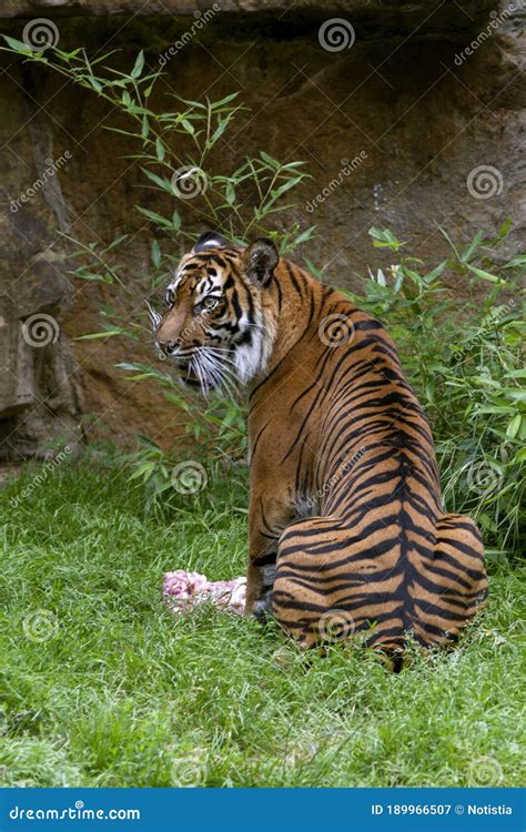 The Portrait Rare Sumatran Tiger Inhabits The Indonesian Island Of