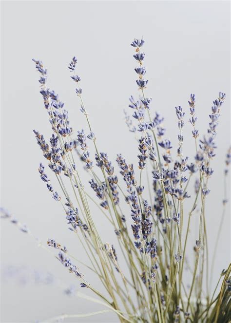 Natural Dried Lavender Flower Bundle 14 Tall In 2020 Lavender