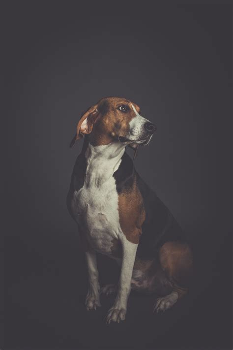 Wallpaper Id 214014 Dog Pet Portrait And Canine Hd 4k Wallpaper Free